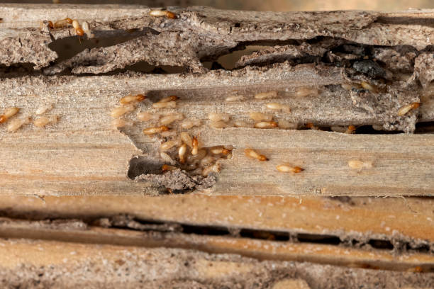 Best Commercial Pest Control Services  in Tieton, WA